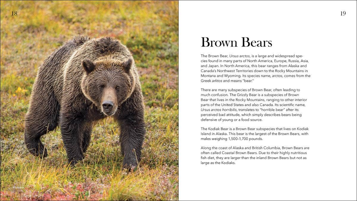 Bears of North America 2e