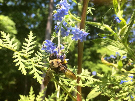 Honey Bee Habitat Grow Kit