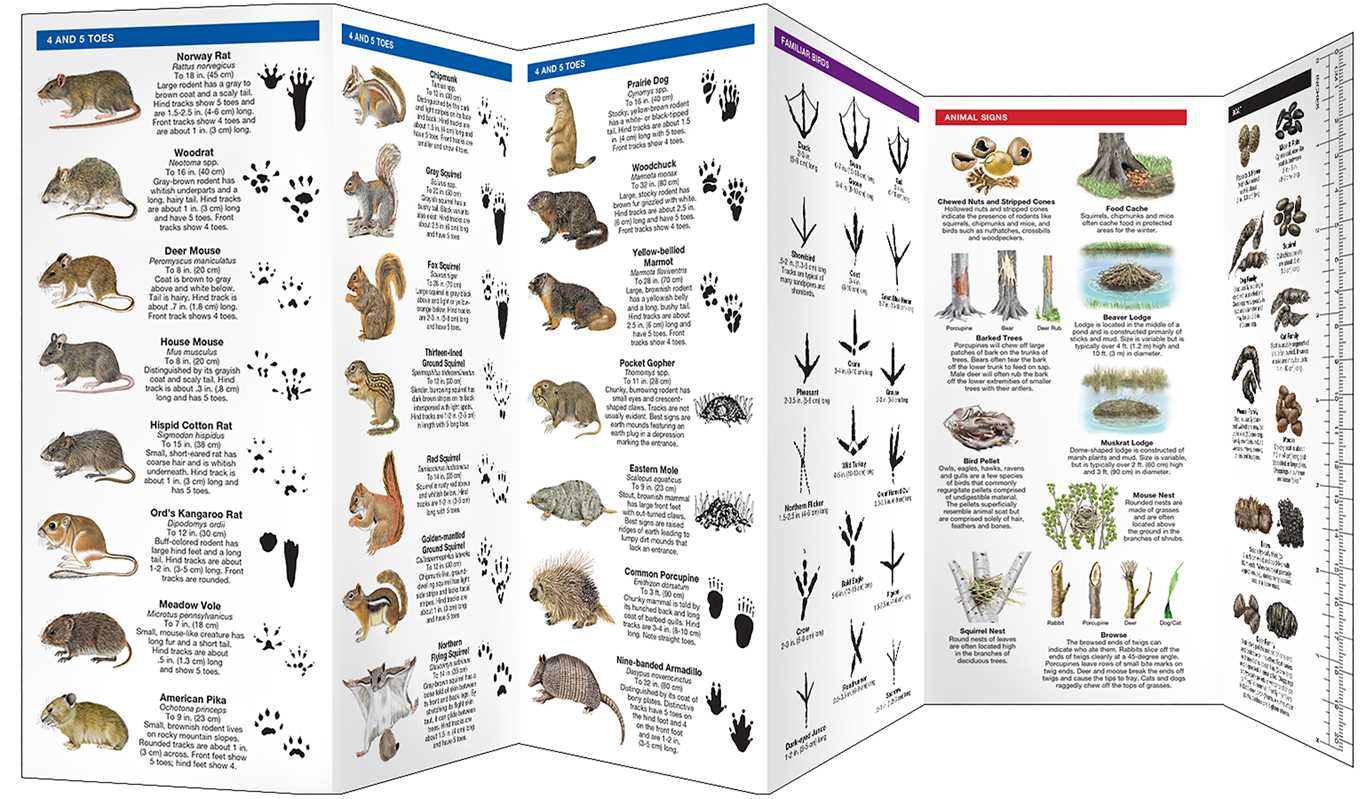 Animal Tracks by James Kavanagh: Pamphlets; 12 pages / English